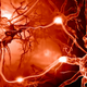 Illustration for article titled Biologists Discover Tiny Neural Computers in the Brain